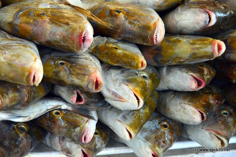 Dubai, Fischmarkt | Дубай, Рыбный базар